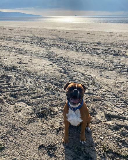 Buddy, the boxer dog Pensionbuddy is named after, sitting on a beach
