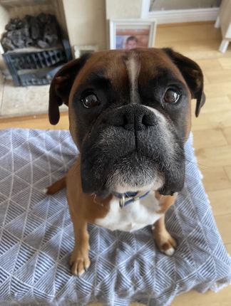 Buddy sitting to attention on a blanket at home
