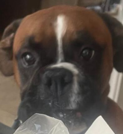 A close-up of Buddy looking unimpressed