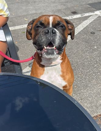 Buddy grinning on his lead out for a walk